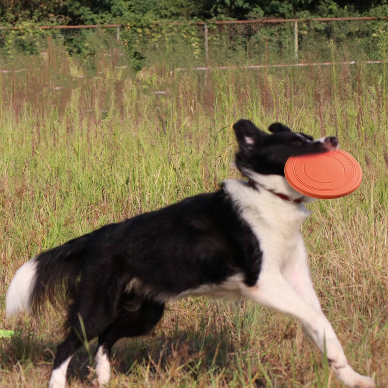 Durable Tear Resistant Pet Fly - đánh giá và giá Flying Disc Dog Training Toy