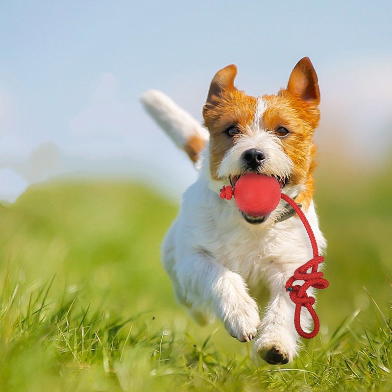 Indestructible Dog Ball with R - đánh giá và giá Indestructible Dog Chew Toy